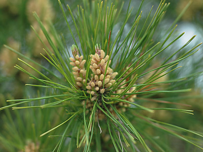소나무 사진 - Pinus densiflora Siebold & Zucc. Photos