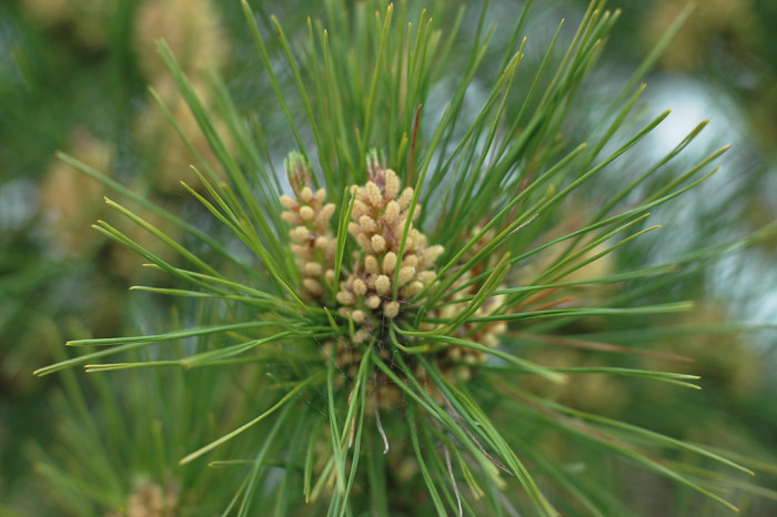 소나무 - Pine Tree, Pinus densiflora Siebold & Zucc.