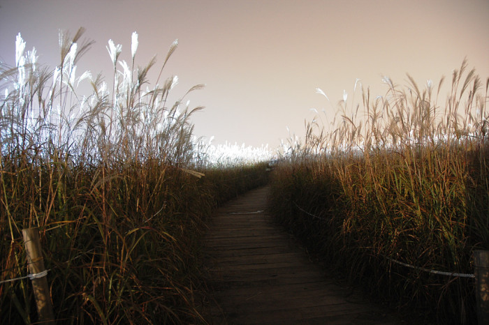 억새 - peder, Miscanthus sinensis var. purpurascens (Andersson) Rendle