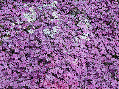 지면패랭이꽃 사진 - Phlox subulata L. Photos