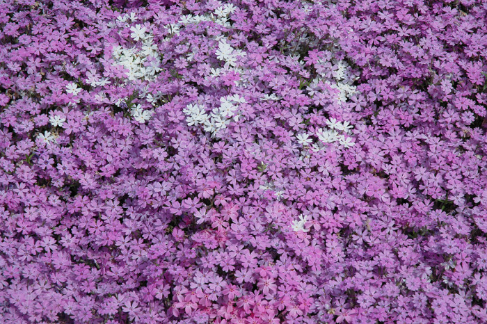 지면패랭이꽃 - Phlox subulata L.