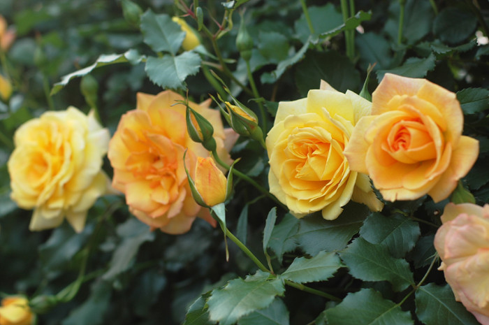장미 - Rose, Rosa hybrida