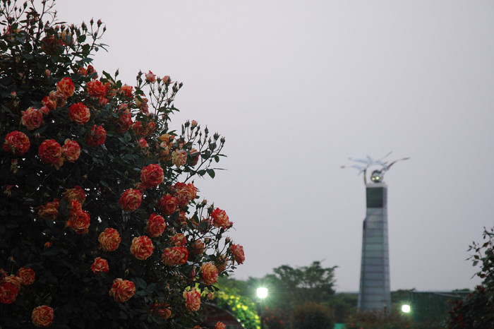 장미 - Rose, Rosa hybrida