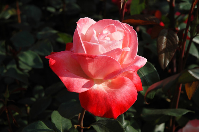 장미 - Rose, Rosa hybrida