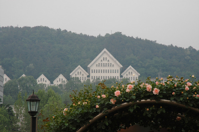 장미 - Rose, Rosa hybrida