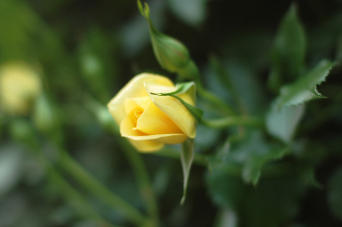 장미 - Rose, Rosa hybrida