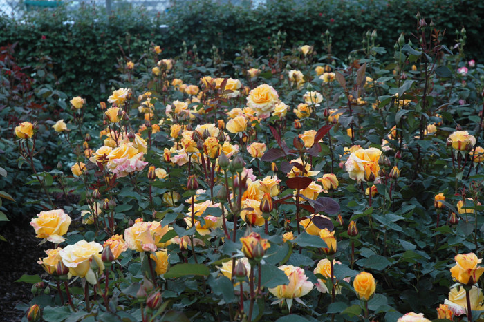 장미 - Rose, Rosa hybrida