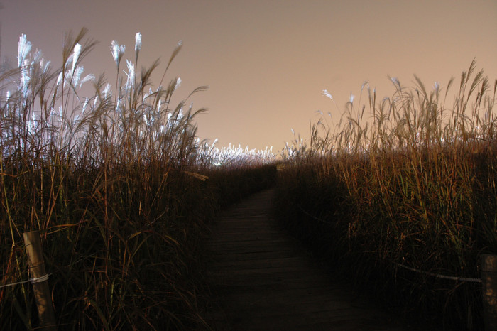억새 - peder, Miscanthus sinensis var. purpurascens (Andersson) Rendle