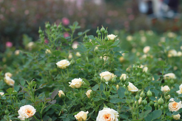 장미 - Rose, Rosa hybrida