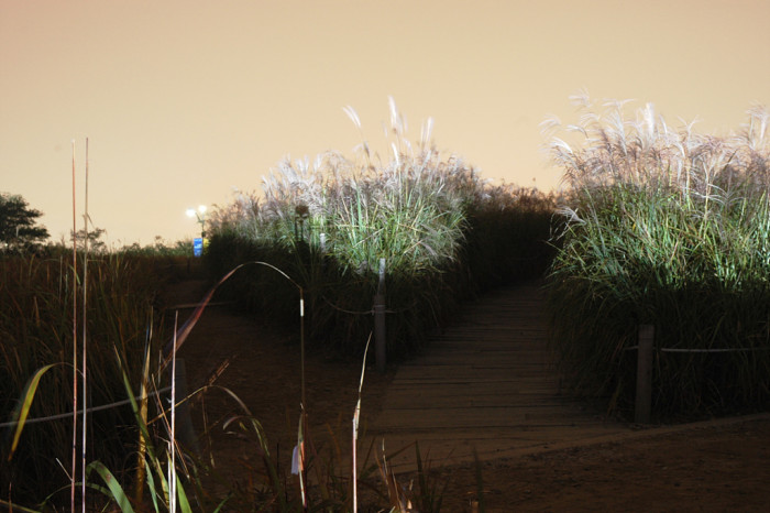 억새 - peder, Miscanthus sinensis var. purpurascens (Andersson) Rendle