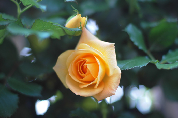 장미 - Rose, Rosa hybrida