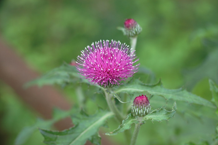 엉겅퀴 - Cirsium japonicum var. ussuriense
