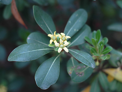 돈나무 사진 - Pittosporum tobira (Thunb.) W.T.Aiton Photos