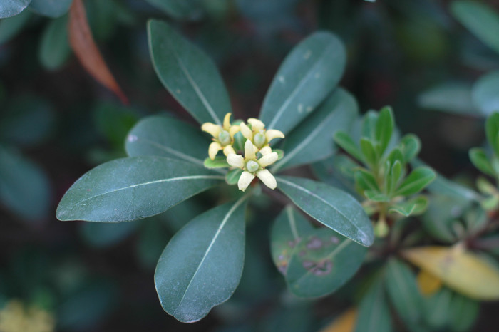 돈나무 - Pittosporum tobira (Thunb.) W.T.Aiton