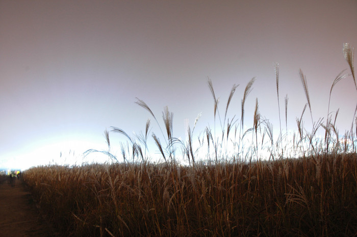억새 - peder, Miscanthus sinensis var. purpurascens (Andersson) Rendle