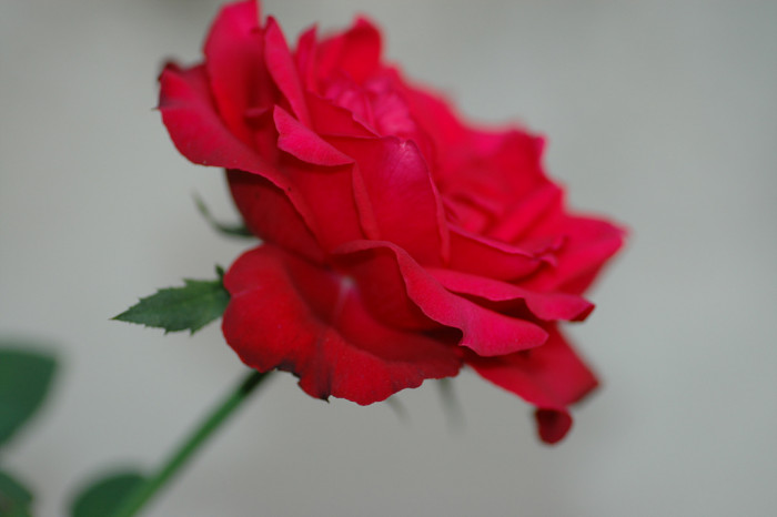 장미 - Rose, Rosa hybrida