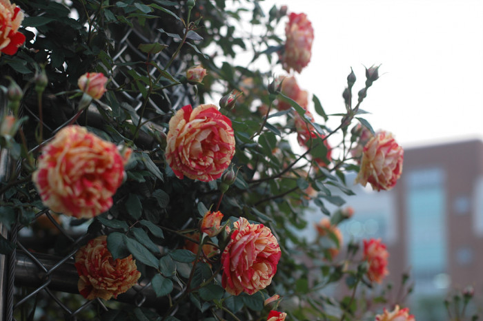 장미 - Rose, Rosa hybrida