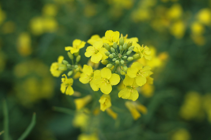 유채꽃 - Siberian kale, Brassica napus