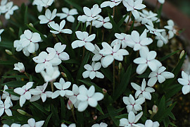 흰꽃나도샤프란 - Zephyranthes candida