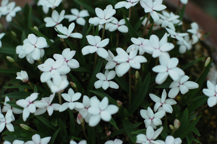 흰꽃나도사프란 - Autumn Zephyrlily. White amaryllis, Zephyranthes candida (Lindl.) Herb.