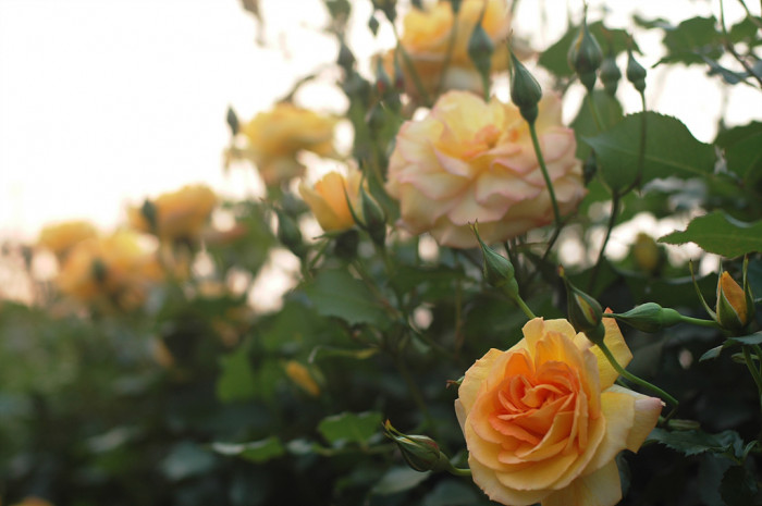 장미 - Rose, Rosa hybrida