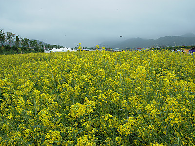 유채꽃 사진 - Brassica napus Photos