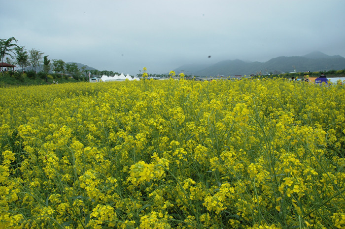 유채꽃 - Siberian kale, Brassica napus