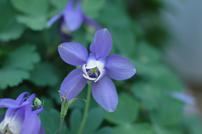 하늘매발톱 - shape columbine, Aquilegia flabellata Siebold & Zucc. var. pumila (Huth) Kudo