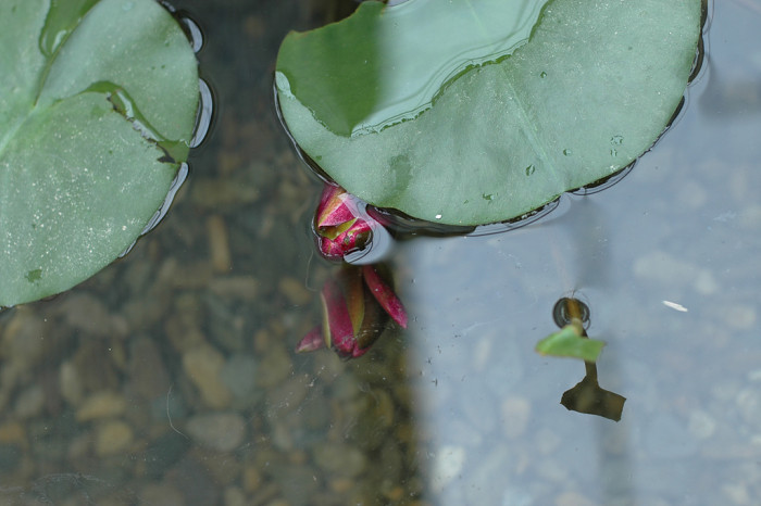 연꽃 - Nelumbo nucifera