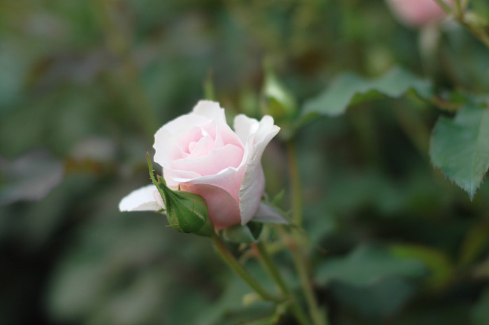장미 - Rose, Rosa hybrida