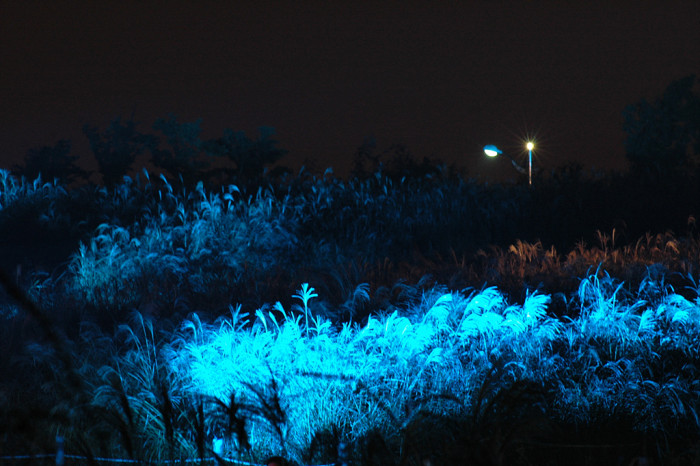 억새 - peder, Miscanthus sinensis var. purpurascens (Andersson) Rendle