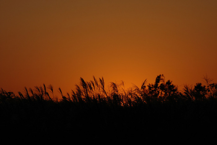 억새 - peder, Miscanthus sinensis var. purpurascens (Andersson) Rendle
