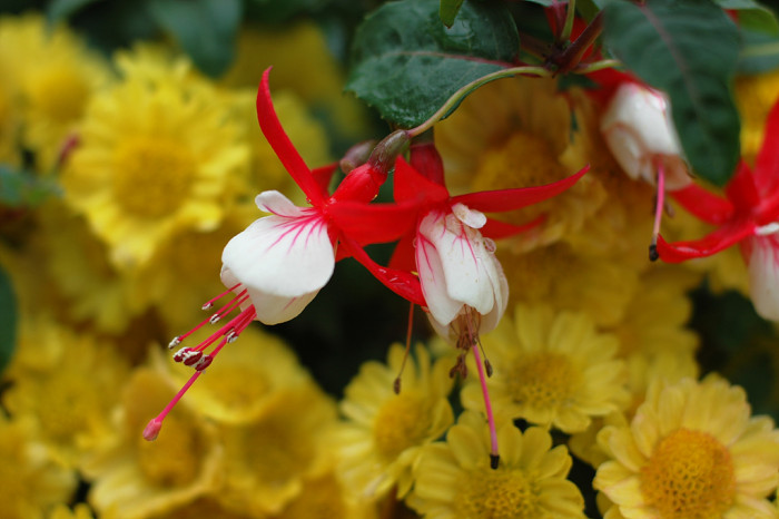 후쿠시아 - Common garden fuchsia, Fuchsia spp.