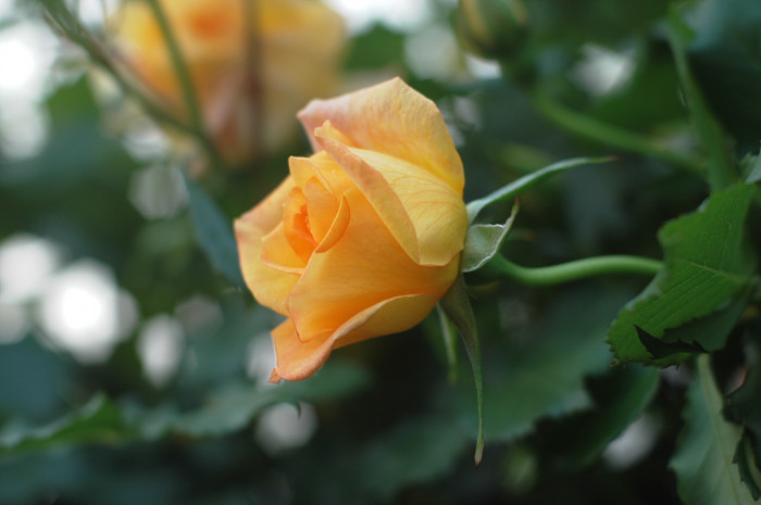 장미 - Rose, Rosa hybrida
