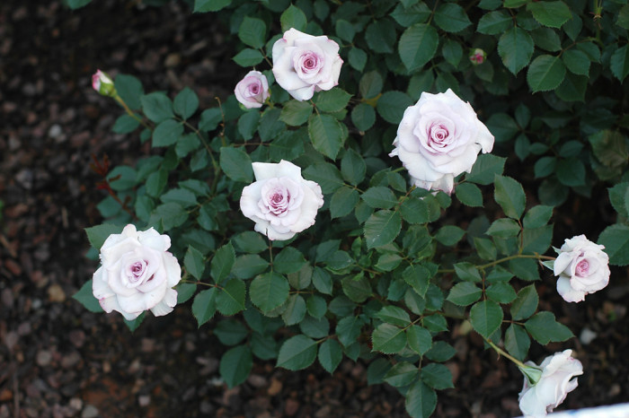 장미 - Rose, Rosa hybrida