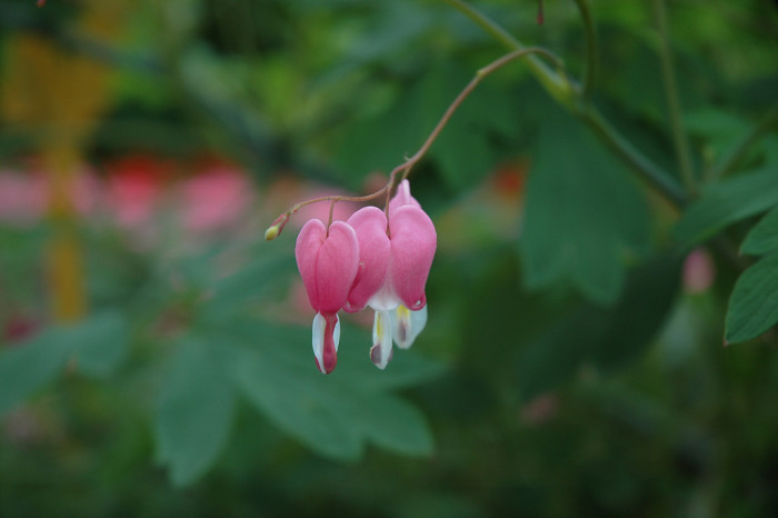 금낭화 - Dicentra spectabilis