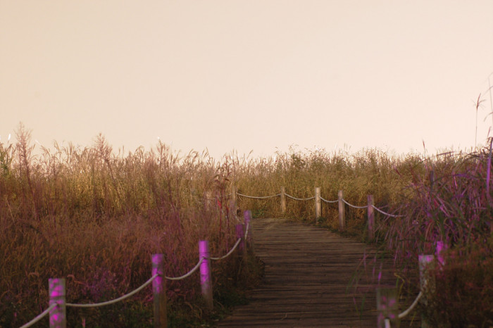 억새 - peder, Miscanthus sinensis var. purpurascens (Andersson) Rendle