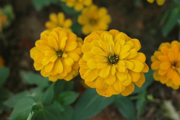 백일홍 - Zinnia, Zinnia elegans