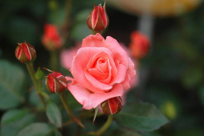 장미 - Rose, Rosa hybrida