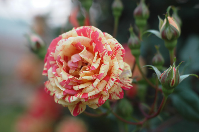 장미 - Rose, Rosa hybrida