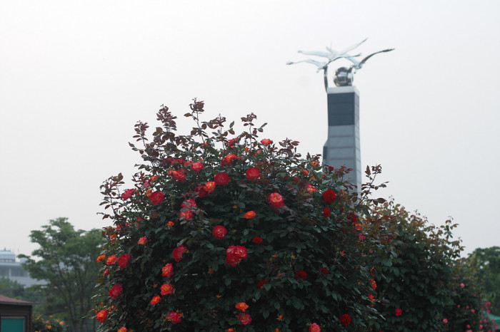 장미 - Rose, Rosa hybrida