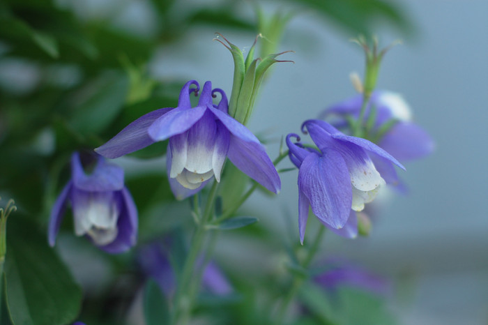 하늘매발톱 - shape columbine, Aquilegia flabellata Siebold & Zucc. var. pumila (Huth) Kudo