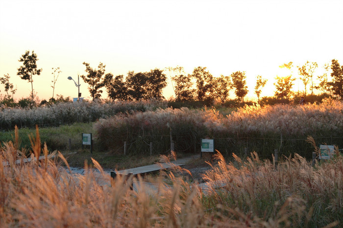 억새 - peder, Miscanthus sinensis var. purpurascens (Andersson) Rendle