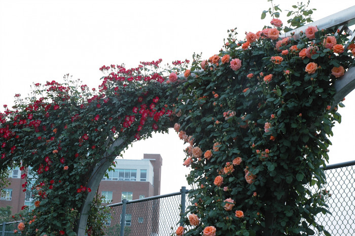 장미 - Rose, Rosa hybrida