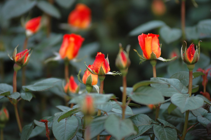 장미 - Rose, Rosa hybrida