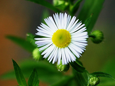 개망초 사진 - Erigeron annuus Photos