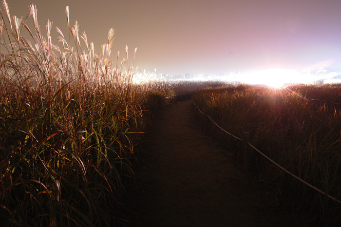 억새 - peder, Miscanthus sinensis var. purpurascens (Andersson) Rendle