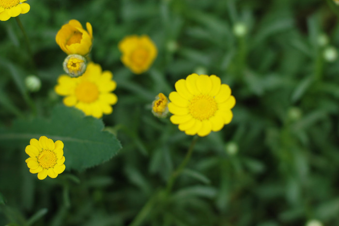 마가렛 - Chrysanthemum frutescens L.