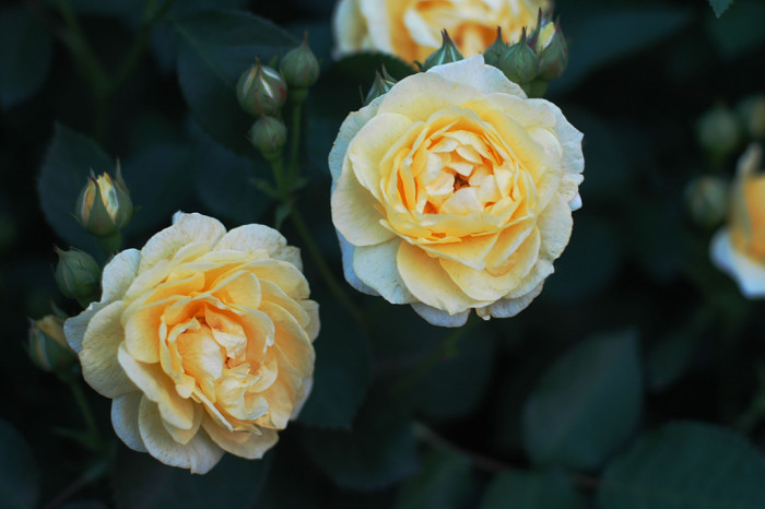 장미 - Rose, Rosa hybrida