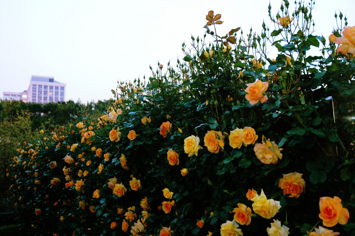 장미 - Rose, Rosa hybrida